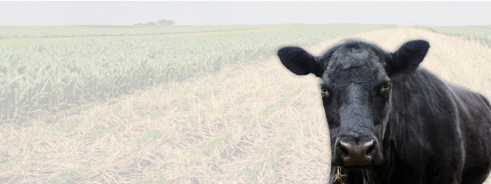 BSA (Bovine Serum Albumin)