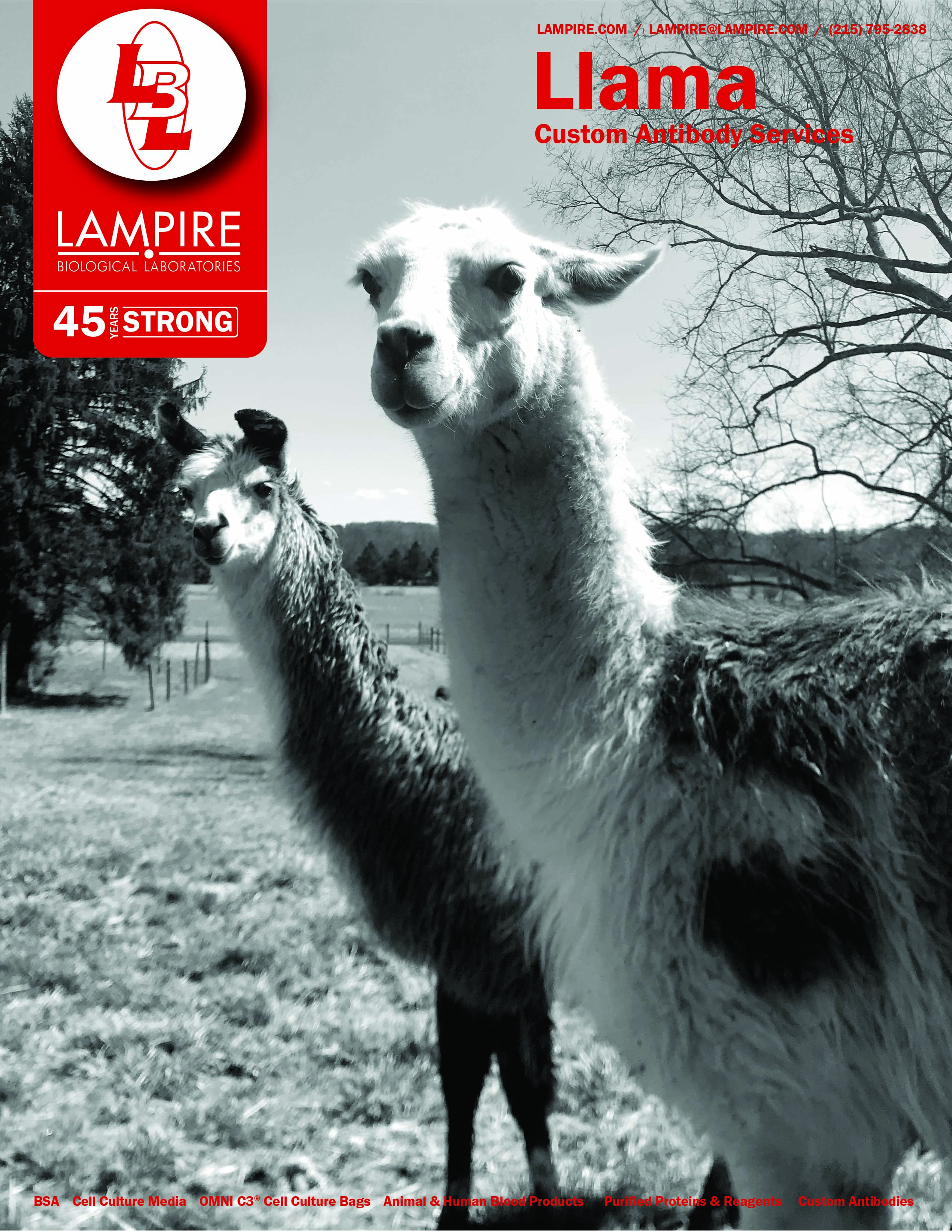 Llama