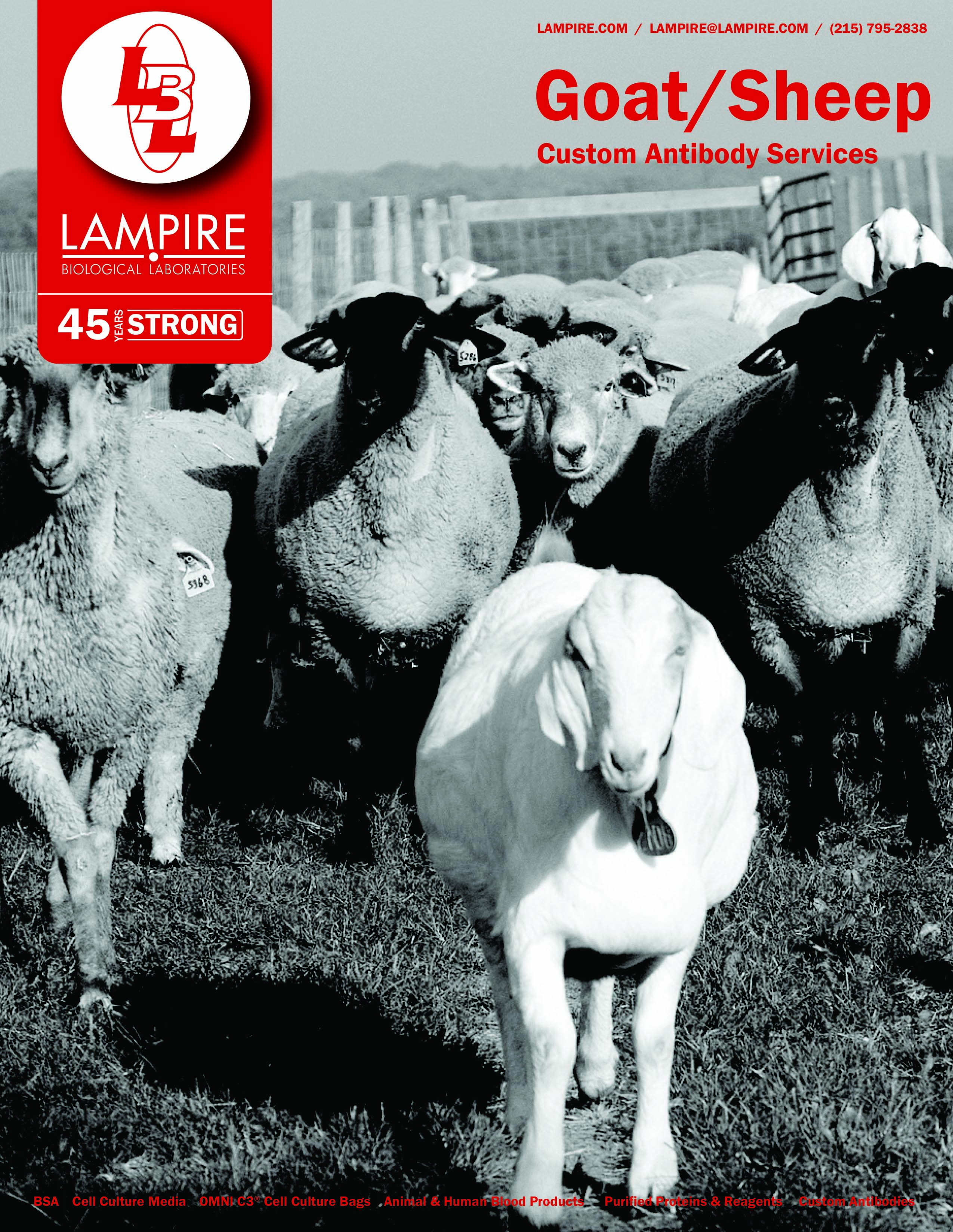 Goats / Sheep