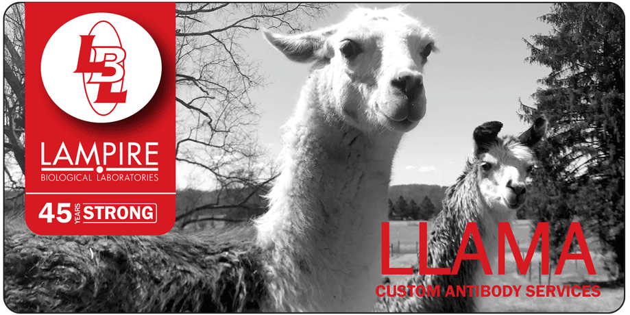 June Featured Flyer - Homepage