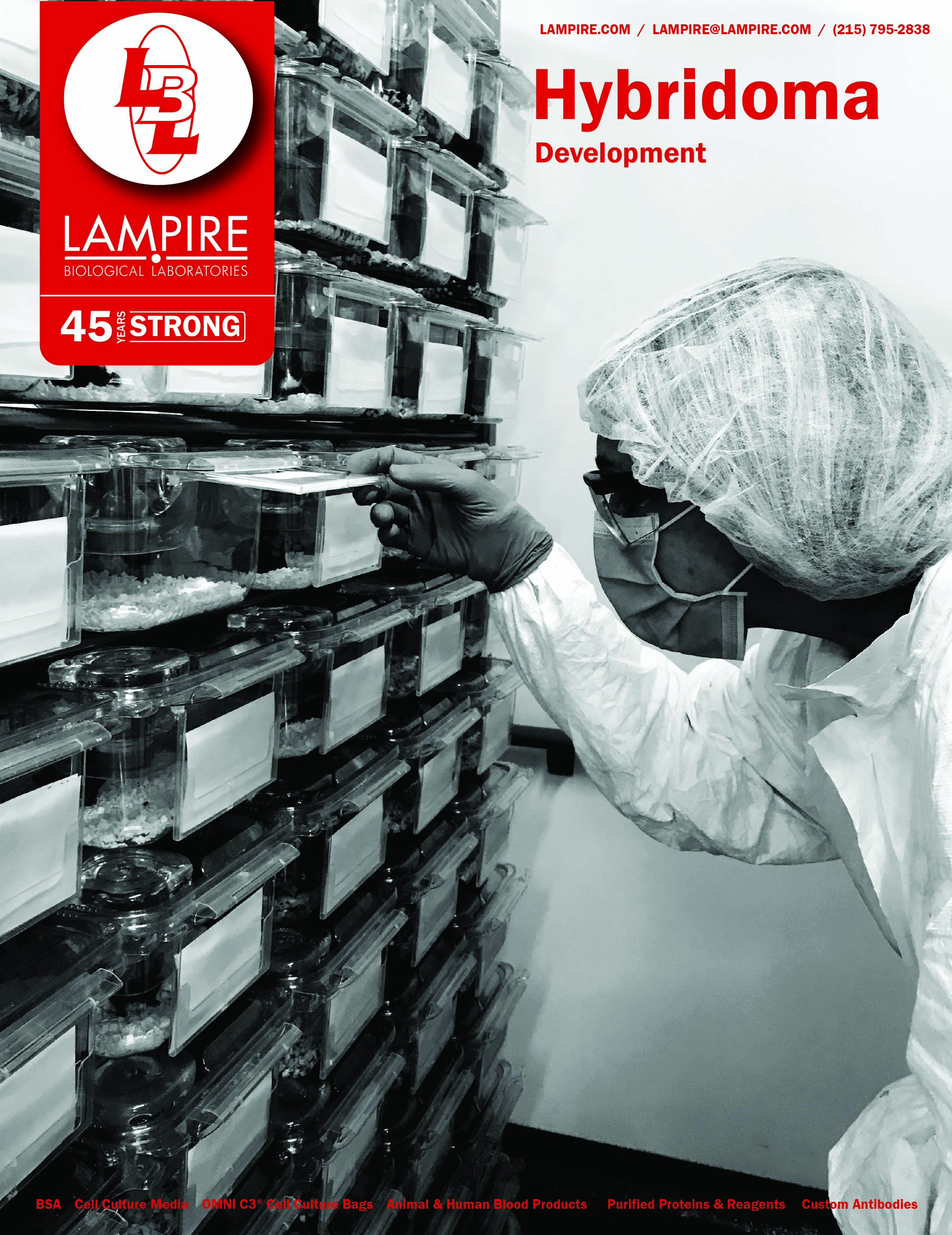 Hybridoma Development