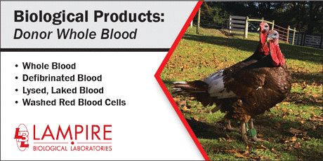 November Featured Flyer